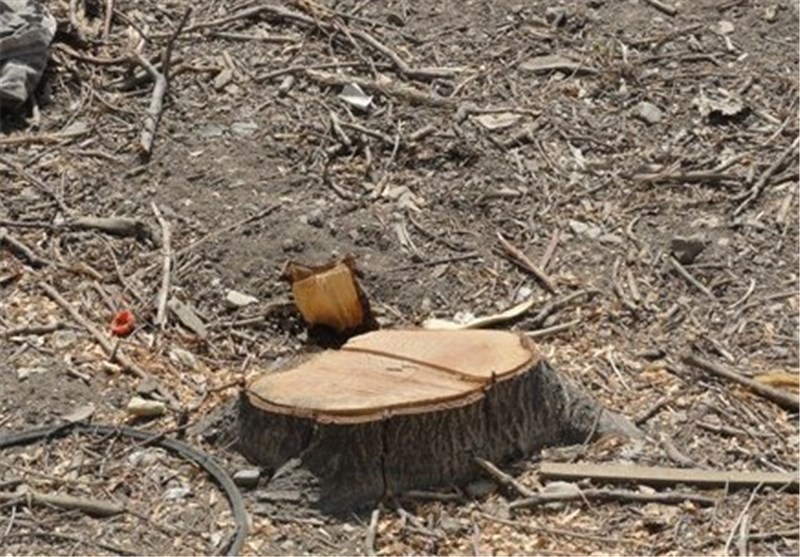 سقوط ده‌ها درخت در کرج +تصاویر