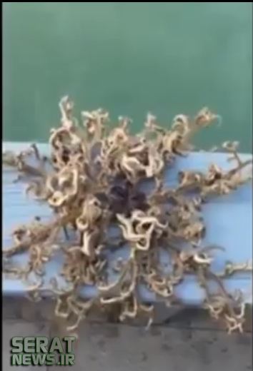 عکس/حیوان عجیب دریایی با صدها شاخک