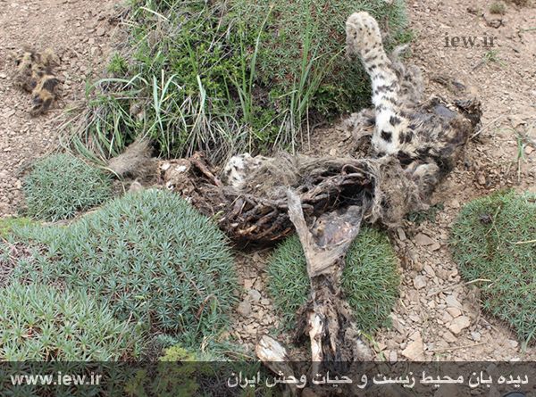 مرگ دهمین پلنگ ایرانی در کمتر از ۶۰ روز