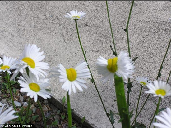 زیباترین گل های هسته ای! +تصاویر