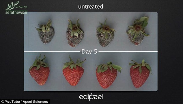تولید لباس نامرئی برای حفاظت از میوه‌ها ! +تصاویر