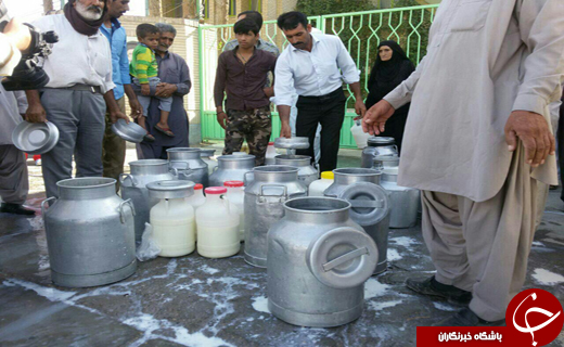 شیر هایی که بر زمین ریخته شد +تصاویر