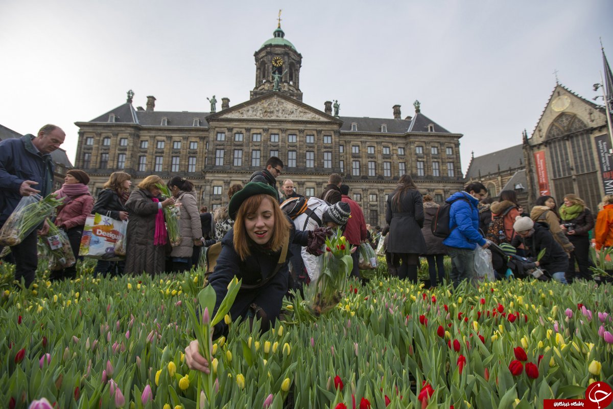 Who are dutch. Тюльпаномания в Голландии. В Нидерландах живут. Голландия 17 век тюльпаны. Голландия люди фото.