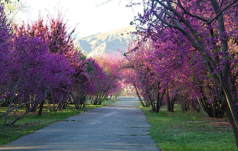 تصاویر | بهار در باغ گیاه‌شناسی تهران