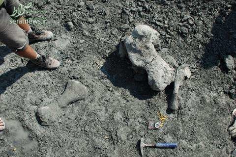 کشف بقایای مارمولک پستاندار 200 میلیون ساله در لهستان