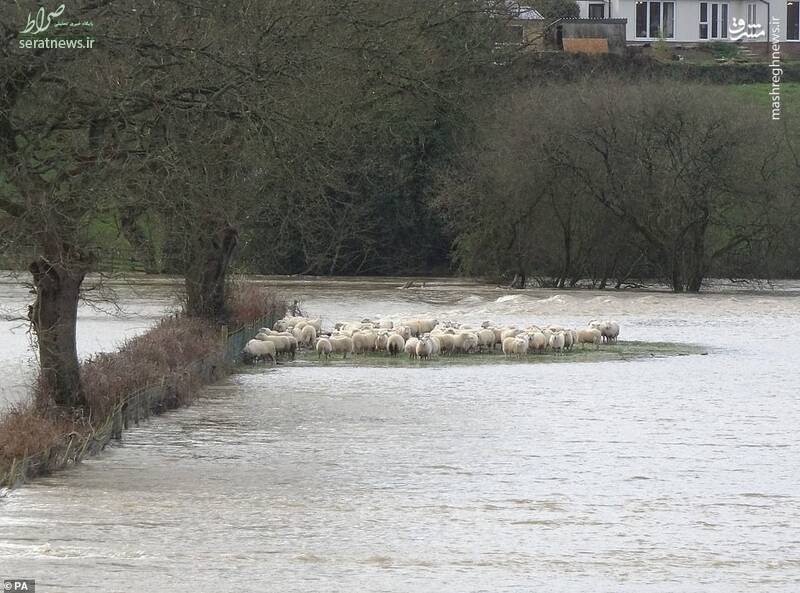 عکس/ گرفتار شدن گله گوسفندان در سیلاب انگلیس