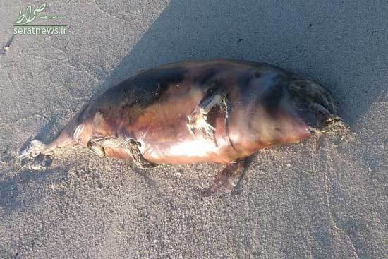 مرگ یک دلفین در ساحل بندرخمیر+عکس