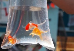 دامپزشکی: ماهی قرمز قابلیت انتقال مکانیکی کرونا را دارد