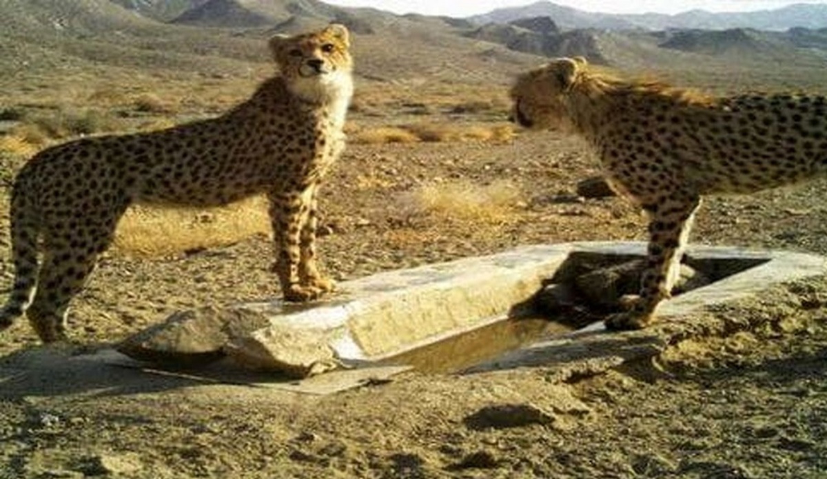 فقط ۱۲ یوزپلنگ ایرانی باقی مانده است!
