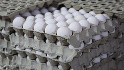 توصیه‌ها برای خرید تخم مرغ را جدی بگیرید/ آیا شست و شوی تخم مرغ کار درستی است؟