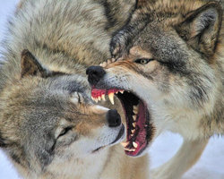گرگ‌های سیبری چطور از خاک ایران رانده شدند؟