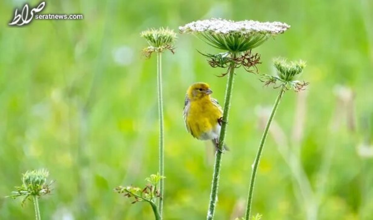 Cop۱۵ اقدام جهان برای حفظ تنوع زیستی