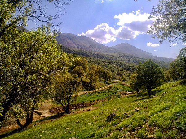 پویش کاشت ۷۲ هزار درخت در یادمان ۷۲ سال خدمت بانک صادرات ایران