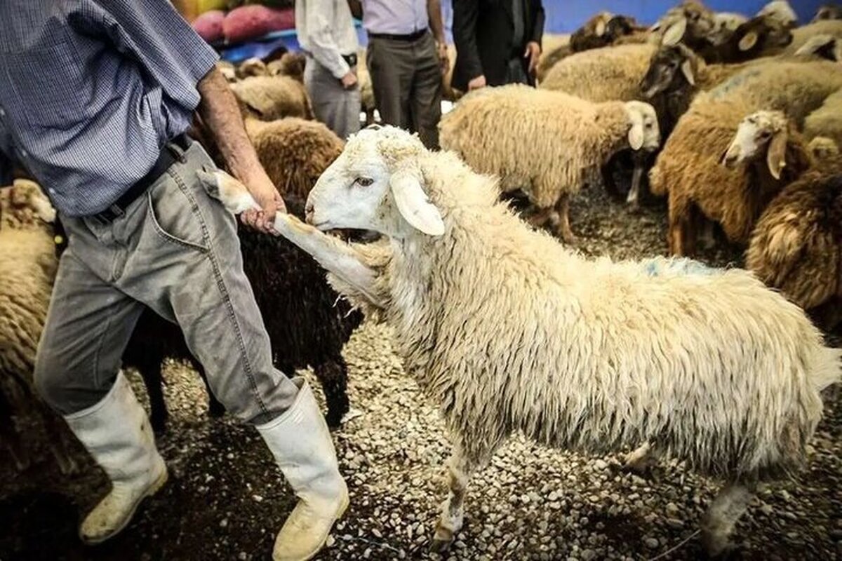 قیمت دام زنده امروز شنبه ۱۸ اسفند ۱۴۰۳