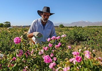 تصاویر | برداشت گل محمدی از مزارع غرب کشور