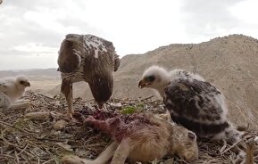 فیلم | غذا دادن عقاب به جوجه‌هایش در ارتقاعات زاگرس