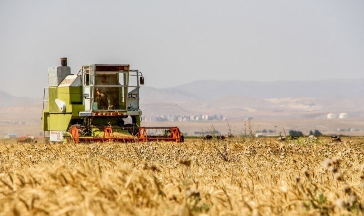 مطالبات گندمکاران تا آخر فردا تسویه می‌شود